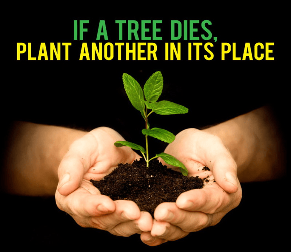 tree plantation quote